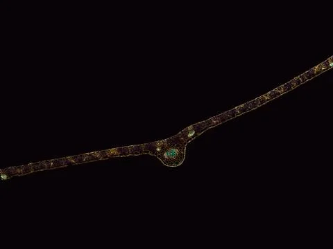 Cross section cut under microscope microscopic view of botanic plant cells Stock Photos