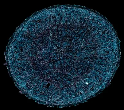 Cross section cut under microscope microscopic view of botanic plant cells Stock Photos