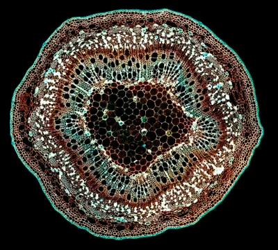 Cross section cut under microscope microscopic view of botanic plant cells Stock Photos