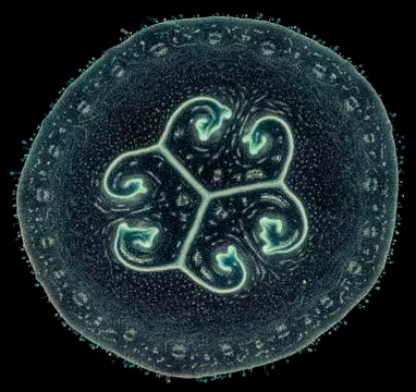 Cross section cut under microscope microscopic view of botanic plant cells Stock Photos