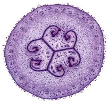Cross section cut under microscope microscopic view of botanic plant cells Stock-Fotos