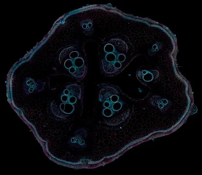 Cross section cut under microscope microscopic view of botanic plant cells Stock Photos