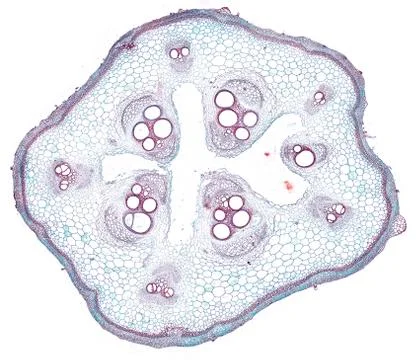 Cross section cut under microscope microscopic view of botanic plant cells Stock Photos