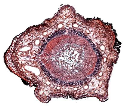 Cross section cut under microscope microscopic view of botanic plant cells Stock Photos