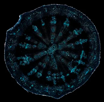 Cross section cut under microscope microscopic view of botanic plant cells Foto stock