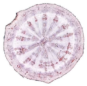 Cross section cut under microscope microscopic view of botanic plant cells Stock Photos