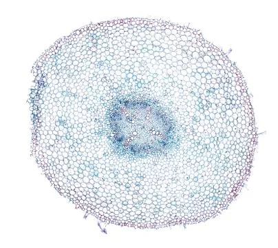 Cross section cut under microscope microscopic view of botanic plant cells Stock-Fotos