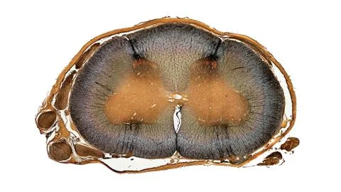 Cross section cut under microscope microscopic view of botanic plant cells Stock Photos