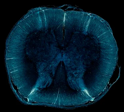 Cross section cut under microscope microscopic view of botanic plant cells Stock-Fotos