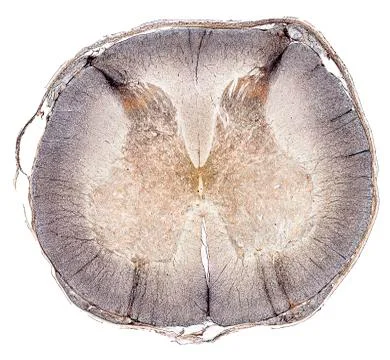 Cross section cut under microscope microscopic view of botanic plant cells Photos