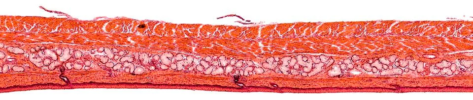 Cross section cut under microscope microscopic view of botanic plant cells Stock Photos