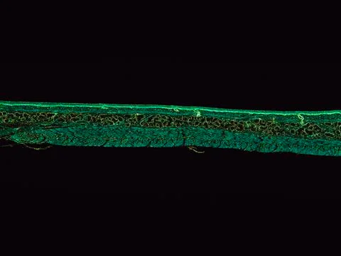 Cross section cut under microscope microscopic view of botanic plant cells Stock Photos