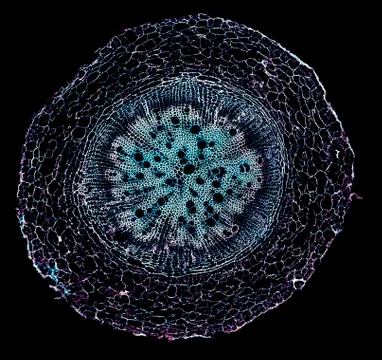 Cross section cut under microscope microscopic view of botanic plant cells Stock Photos