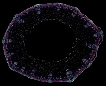 Cross section cut under microscope microscopic view of botanic plant cells Stock Photos