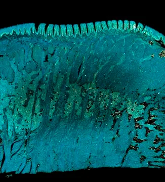 Cross section cut under microscope microscopic view of botanic plant cells Stock Photos