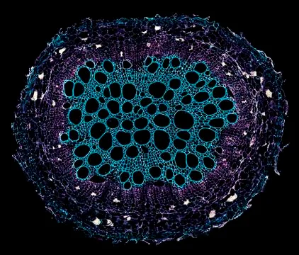 Cross section cut under microscope microscopic view of botanic plant cells Stock-Fotos