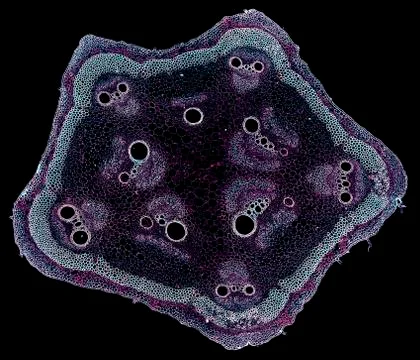Cross section cut under microscope microscopic view of botanic plant cells Stock Photos