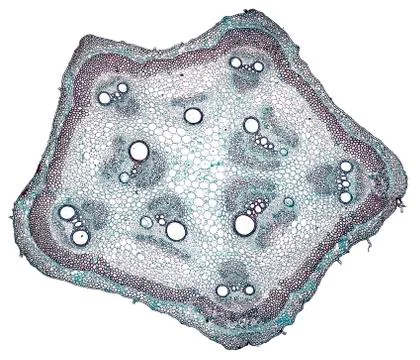 Cross section cut under microscope microscopic view of botanic plant cells Stock Photos