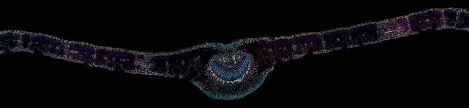 Cross section cut under microscope microscopic view of botanic plant cells Stock Photos