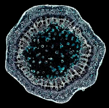 Cross section cut under microscope microscopic view of botanic plant cells Stock Photos