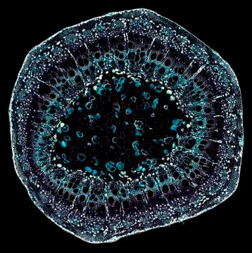 Cross section cut under microscope microscopic view of botanic plant cells Stock Photos