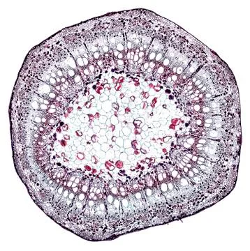 Cross section cut under microscope microscopic view of botanic plant cells Stock-Fotos