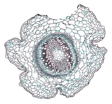 Cross section cut under microscope microscopic view of botanic plant cells Stock Photos