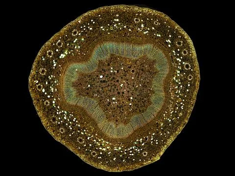 Cross section cut under microscope microscopic view of botanic plant cells Stock Photos