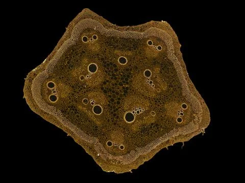 Cross section cut under microscope microscopic view of botanic plant cells Stock Photos