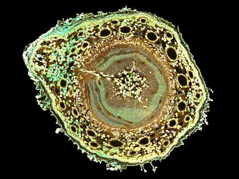 Cross section cut under microscope microscopic view of botanic plant cells Stock Photos