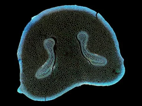Cross section cut under microscope microscopic view of botanic plant cells Stock Photos