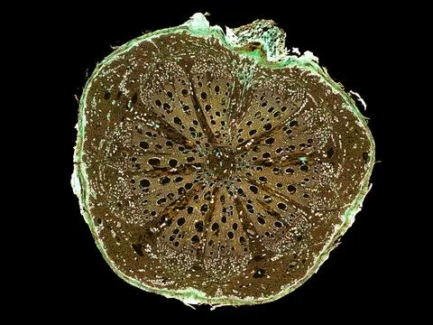 Cross section cut under microscope microscopic view of botanic plant cells Stock Photos