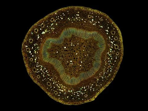Cross section cut under microscope microscopic view of botanic plant cells Stock Photos
