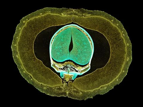 Cross section cut under microscope microscopic view of botanic plant cells Stock Photos
