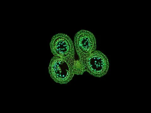 Cross section cut under microscope microscopic view of botanic plant cells Foto stock