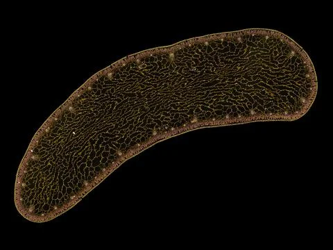 Cross section cut under microscope microscopic view of botanic plant cells Stock Photos