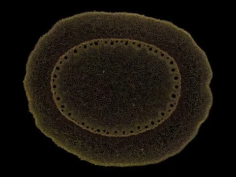 Cross section cut under microscope microscopic view of botanic plant cells Stock Photos