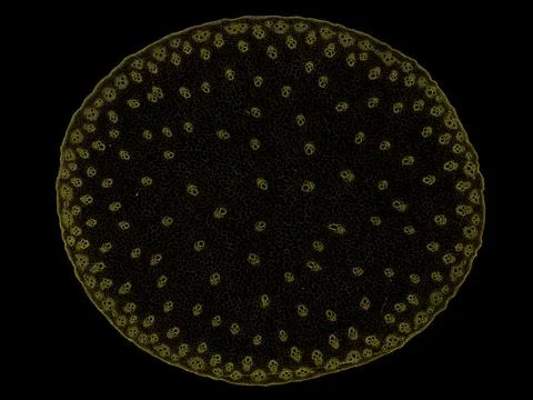 Cross section cut under microscope microscopic view of botanic plant cells Stock Photos