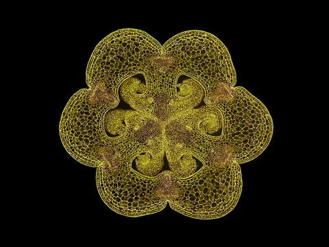 Cross section cut under microscope microscopic view of botanic plant cells Stock Photos
