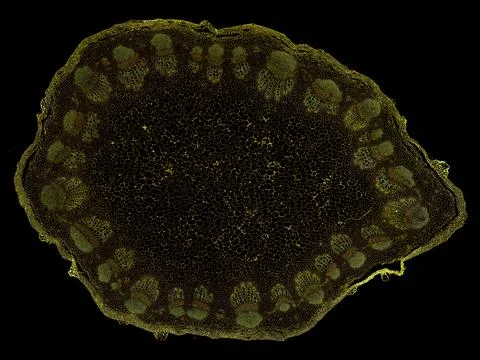 Cross section cut under microscope microscopic view of botanic plant cells Stock Photos