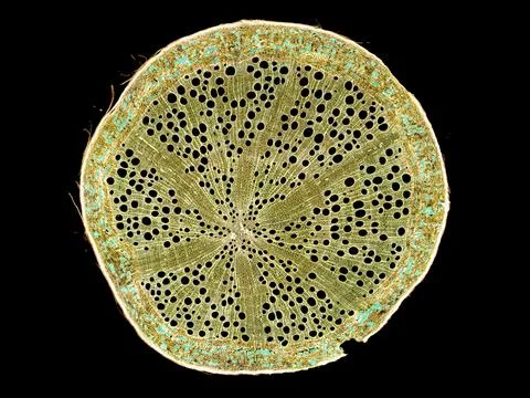 Cross section cut under microscope microscopic view of botanic plant cells Stock Photos