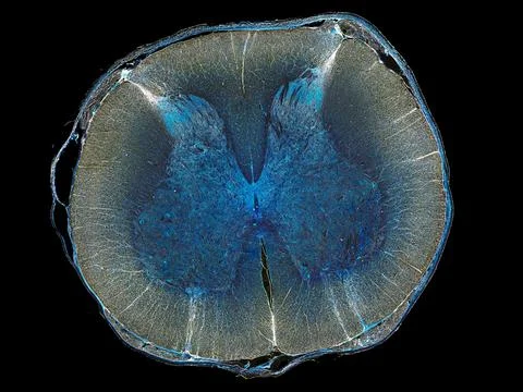 Cross section cut under microscope microscopic view of botanic plant cells Stock Photos
