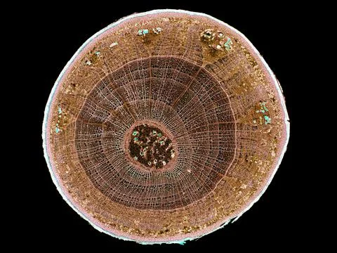 Cross section cut under microscope microscopic view of botanic plant cells Foto stock