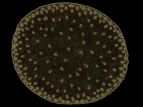 Cross section cut under microscope microscopic view of botanic plant cells Stock Photos