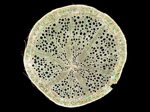 Cross section cut under microscope microscopic view of botanic plant cells Foto stock