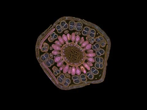 Cross section cut under microscope microscopic view of botanic plant cells Stock-Fotos