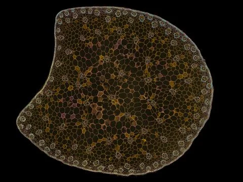 Cross section cut under microscope microscopic view of botanic plant cells Stock Photos