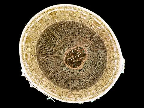Cross section cut under microscope microscopic view of botanic plant cells Stock Photos