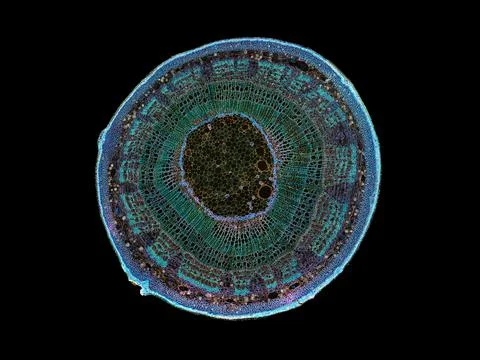 Cross section cut under microscope microscopic view of botanic plant cells Stock Photos