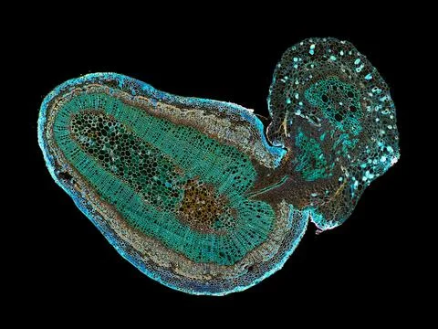 Cross section cut under microscope microscopic view of botanic plant cells Stock Photos